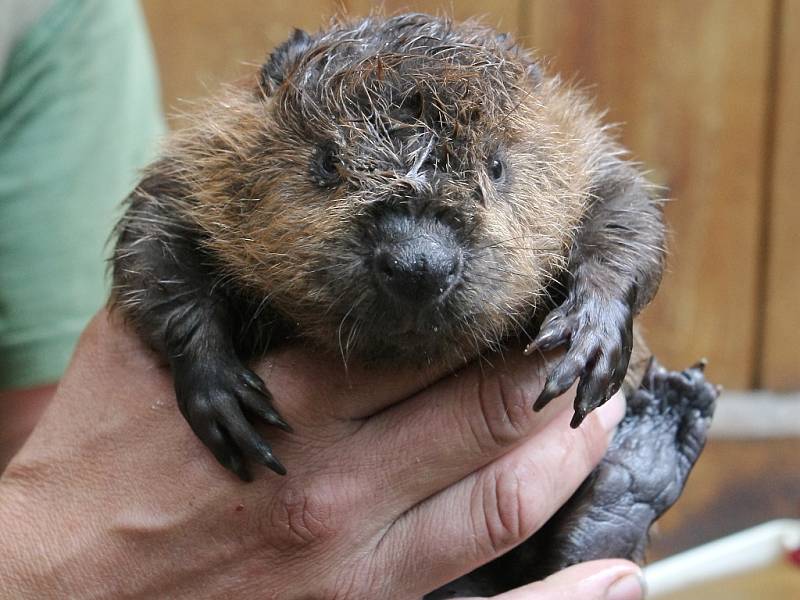 Pracovníci brněnské zoo očipovali mláďata bobra kanadského.