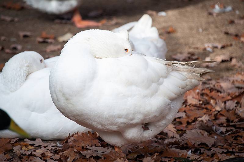 Vyškovská zoo je pro návštěvníky znovu uzavřená.