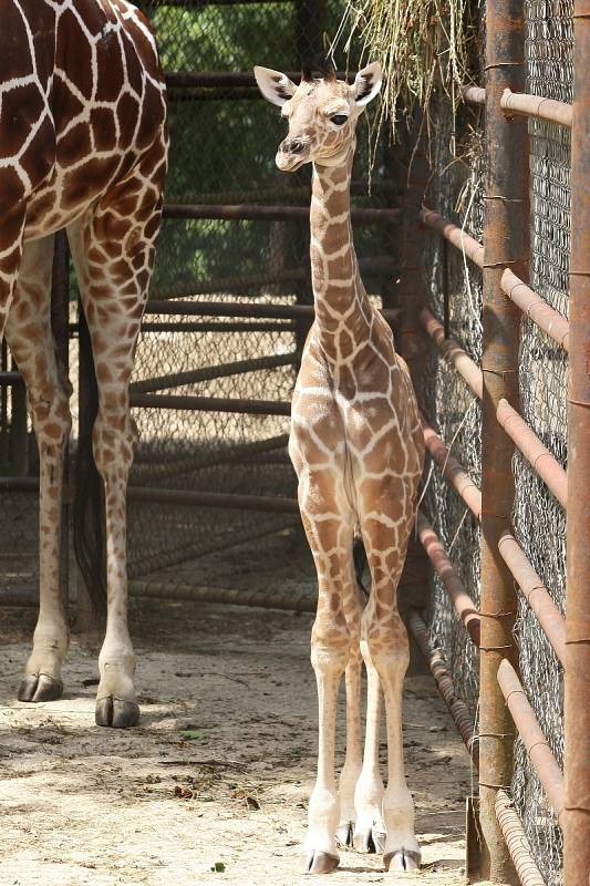 Nové mládě žirafy v brněnské ZOO.