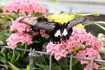 Stovky orchidejí i několik druhů tropických motýlů si zájemci prohlédnou v březnu v Botanické zahradě a arboretu Mendelovy univerzity v Brně.