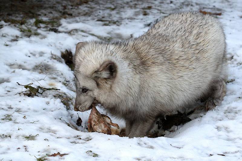 Zimní šampionát zvířat v brněnské ZOO -  liška polární.