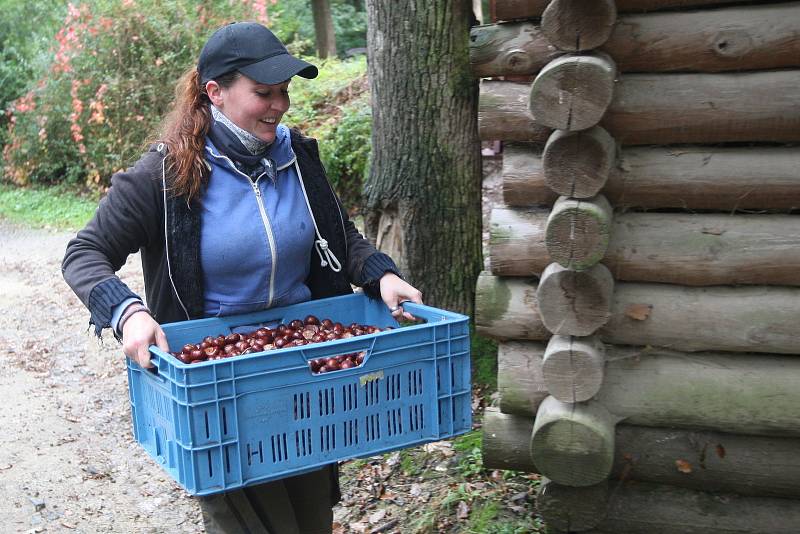 Fotogalerie: Zvířata v brněnské zoo si pochutnávají na dýních či kaštanech  - Brněnský deník