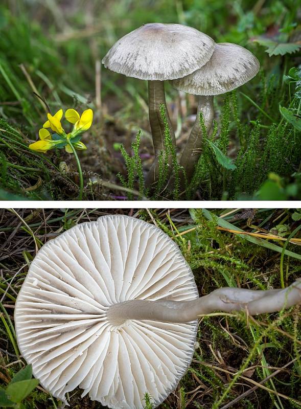 Na podzim lze najít v lesích v Mikroregionu Kahan na Brněnsku spoustu zajímavých hub. Na snímku je voskovka kluzká.