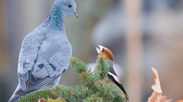 Zachycení ptáků v přírodě je pokaždé plné překvapení. Na snímku jsou holub doupňák a dlask tlustozubý.