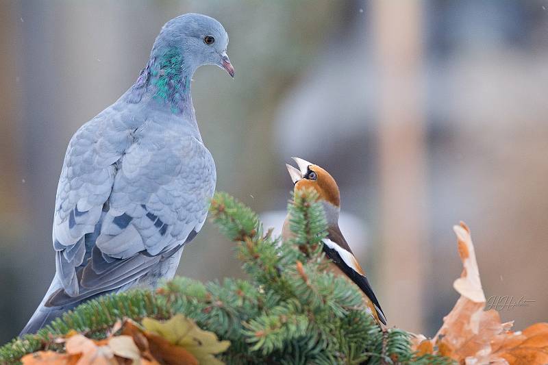 Zachycení ptáků v přírodě je pokaždé plné překvapení. Na snímku jsou holub doupňák a dlask tlustozubý.