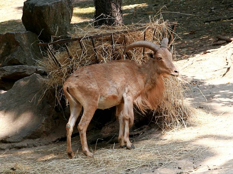 Vedra sužují i zvířata v brněnské zoologické zahradě.