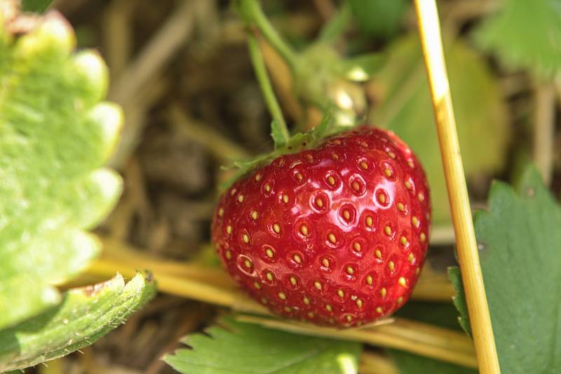 Zhruba o deset dní později než loni si mohli lidé natrhat první jahody na plantážích na Brněnsku. 