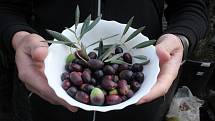 Olivy v českých podmínkách dozrávají v říjnu a na začátku listopadu. V Přibicích už jsou některé zralé.