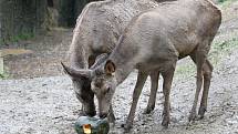 Brno 13.10.2020 - krmení wapitů sibiřských v ZOO Brno