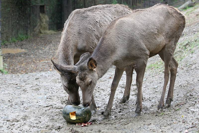 Brno 13.10.2020 - krmení wapitů sibiřských v ZOO Brno