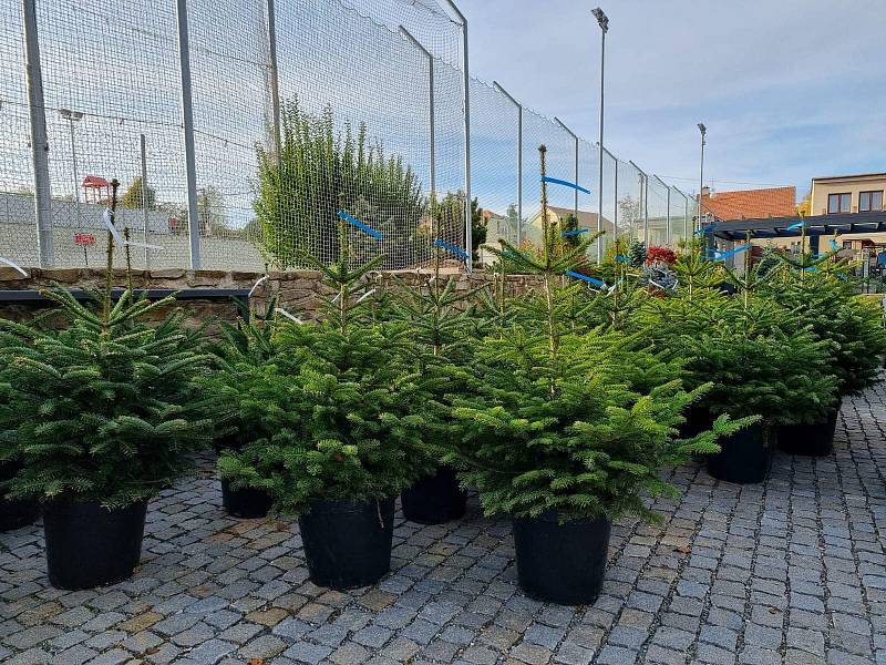 Z široké nabídky mohou letos vybírat milovníci přírodních vánočních stromků. Prodejci nabízí smrky, jedle i borovice.