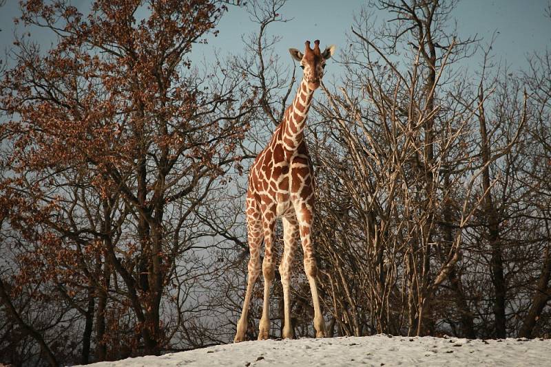 V brněnské zoo lidé nově nakrmí žirafy i v zimě.