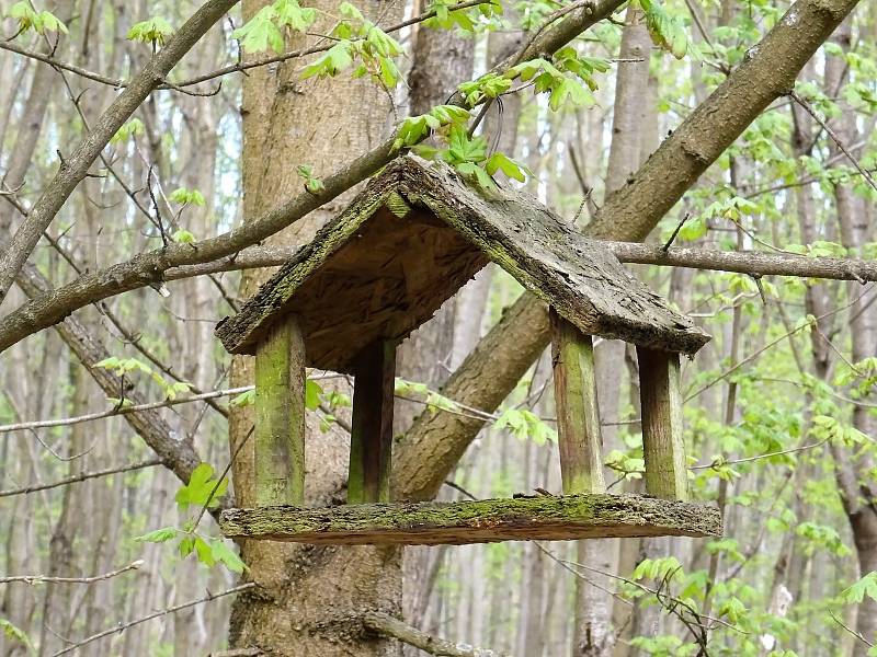 Cesta vedla od Křivé borovice po červené do Kočičího žlebu, dál k Betelné studánce a přes Rakovec k přehradě a kolem Svratky.