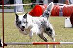 Závody v psích sportech hostilo o tomto víkendu Brno.