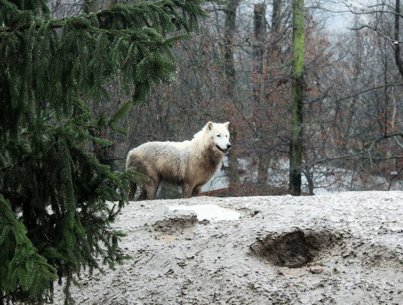 V brněnské zoo je Štědrý den pro zvířata jako každý jiný. Letos ovšem poprvé bez návštěvníků kvůli koronaviru.