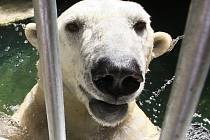 Lední medvěd Umca trávil vysoké teploty v bazénu, kde si hrál s míčem.