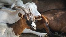 Zahrádkářská kolonie Netopýrky v brněnském Komíně. Lidé si stěžují na zápach od stáda koz.