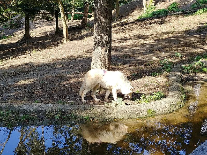 V brněnské zoo lidé oslavili Světový den zvířat.