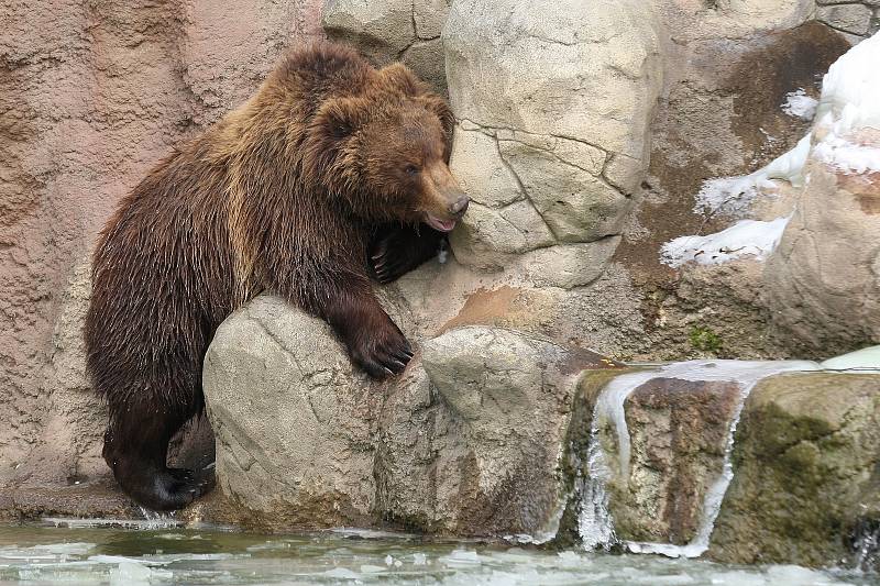 V sobotu nejen brněnská zoologická zahrada slavila světový den divoké přírody. Levhartice lidem ukázala tříměsíční mládě, medvědi se radostně klouzali po zamrzlém jezírku a hráli si s ledem.