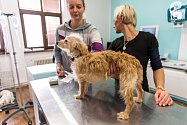Šestnáct týraných psů našli místní strážníci spolu s veterinářkou v domě v Ivančicích. Pro šest z nich už bylo pozdě.