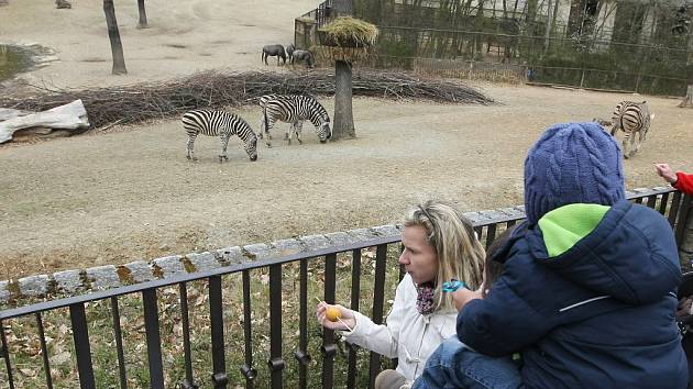 Brněnská zoologická zahrada - ilustrační foto.