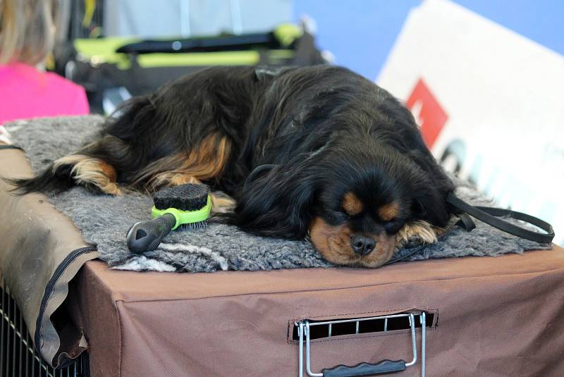 Psi různých plemen zaplnili od soboty do neděle pavilon V brněnského výstaviště. Konala se tam Hanácká národní výstava psů.