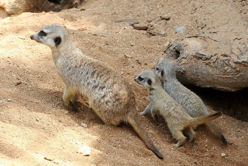 Brno 12.6.2019 - mláďata v brněnské ZOO - surikata