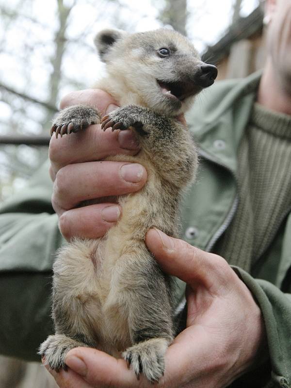 Ošetřovatelé brněnské zoo očipovali mláďata nosála červeného.