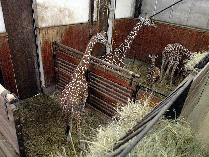 Do brněnské zoo přicestoval ve středu ráno dvouletý žirafí samec.