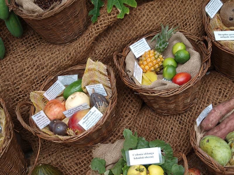  Citrony, mandarinky, kokosy či kaki. Na takové ovoce se mohou Brňané přijít podívat do konce tohoto týdne do botanické zahrady. 