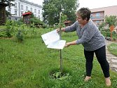 Jeden ze sedmi vzácných štěpů z památného stromu vysadili před měsícem lidé v Ivančicích.