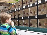 Výstava exotického ptactva a morčat v brněnské botanické zahradě.