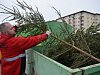 Dlouhá likvidace vánočních stromků v Brně: douglasku jim přivezli až v červnu