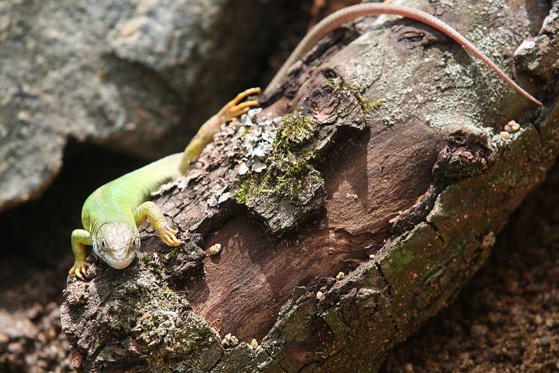 Brněnská zoologická představila novou expozici Žijí tu s námi. Lidé tam najdou zvířata, která jsou v přírodě těžko k nalezení.