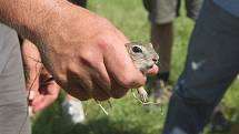 Brno a Břeclav 20.7.2020 - vypouštění syslů z brněnské Zoo na letišti v Břeclavi