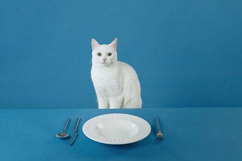 Krásná bílá kočka Astra je nyní hlavní tváří titulní stránky gastronomického průvodce GOURMET BRNO.