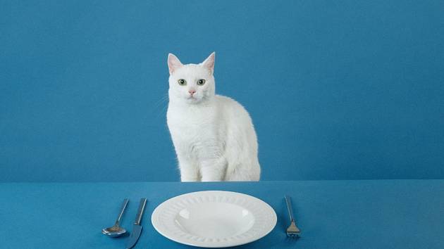 Krásná bílá kočka Astra je nyní hlavní tváří titulní stránky gastronomického průvodce GOURMET BRNO.