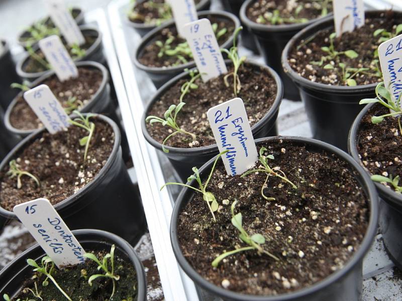 Vědci z Brna ví, jak ovlivnit růst rostlin
