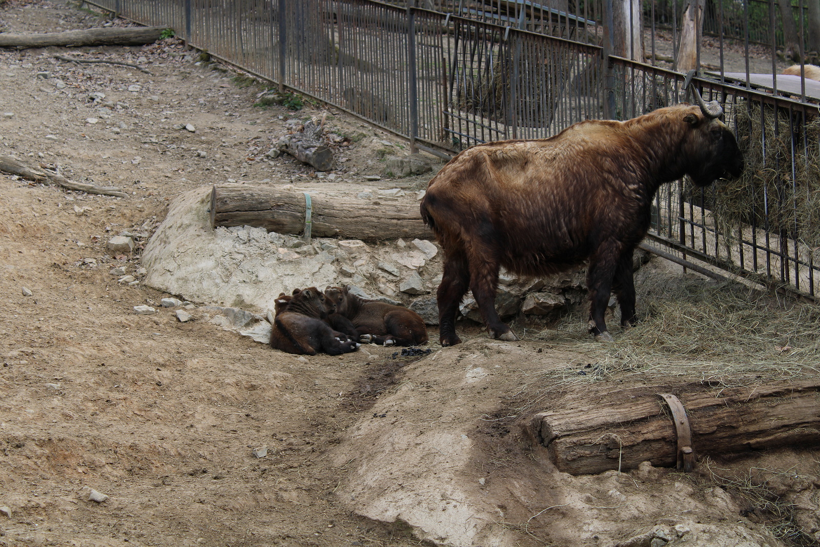VIDEO: Tři nová mláďata takina indického zdobí brněnskou zoo, podívejte se  - Brněnský deník