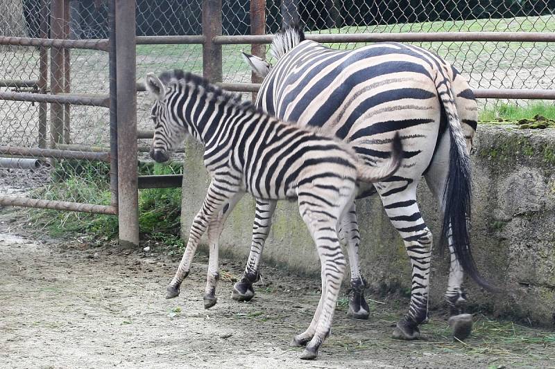 O další mládě se v neděli rozrostla expozice Safari. Narodil se tam samec zebry Chapmannovy. 