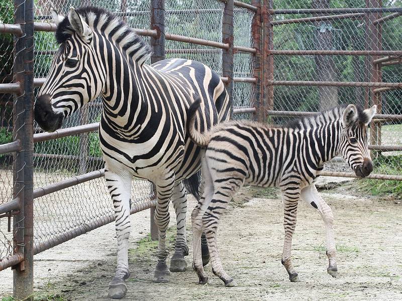 O další mládě se v neděli rozrostla expozice Safari. Narodil se tam samec zebry Chapmannovy. 