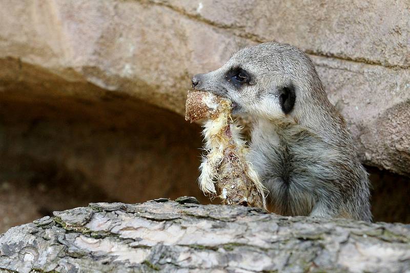 Brno 12.6.2019 - mláďata v brněnské ZOO - surikata