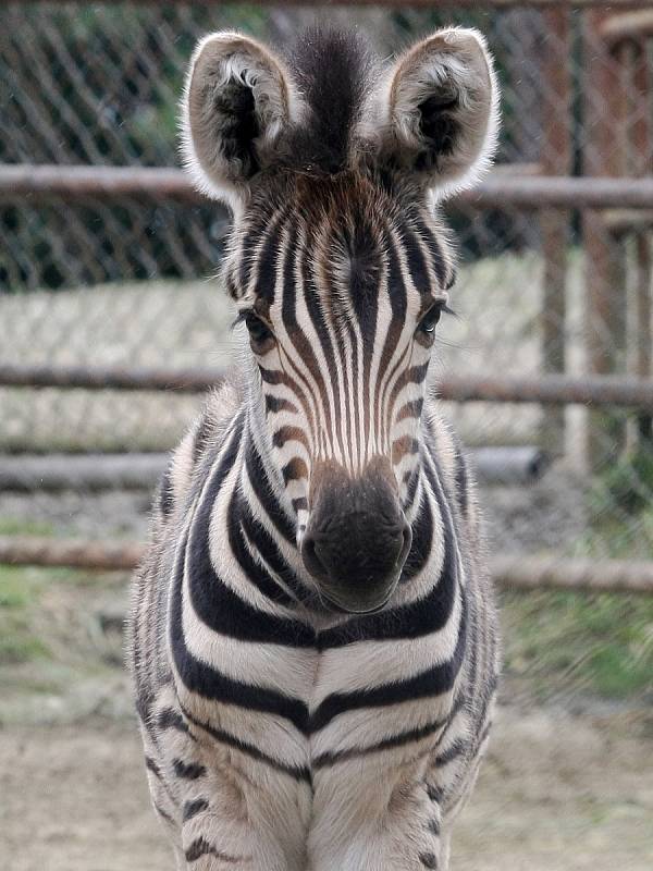 O další mládě se v neděli rozrostla expozice Safari. Narodil se tam samec zebry Chapmannovy. 