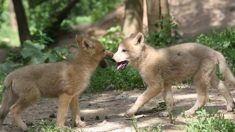 Brno 12.6.2019 - mláďata v brněnské ZOO - vlk arktický