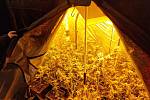 Police found two hundred and forty cannabis plants in the growing room, and also obtained several kilograms of dried plant matter.