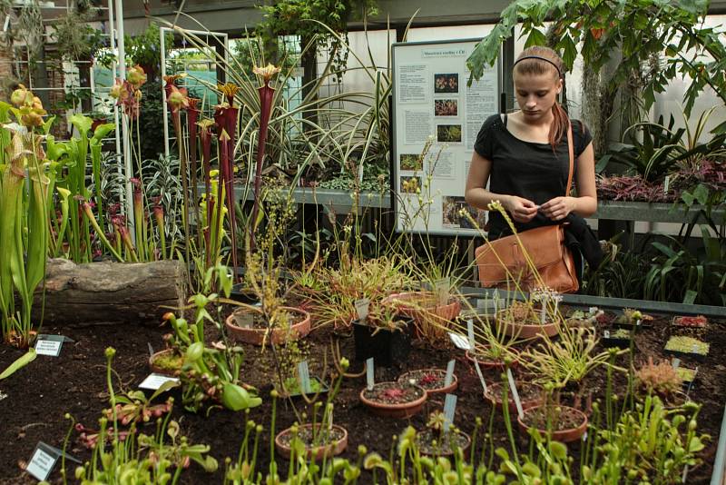 Prodejní výstava masožravých rostlin začala v Botanické zahradě brněnské Masarykovy univerzity.