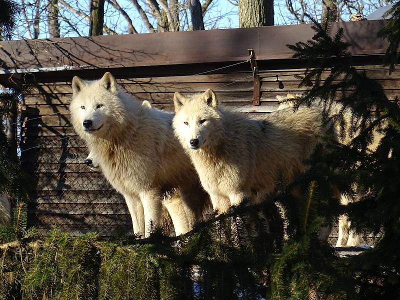 Procházka Zoo Brno může být příjemná i v zimních měsících. Na snímku je vlk arktický.