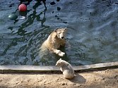 Lední medvědice Cora a její mládě v brněnské zoo.