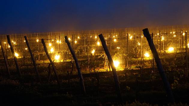 V úterý 7. května zástupci Vinařství Šebesta zapalovali svíce, aby uchránily své vinohrady v Březí před mrazem.