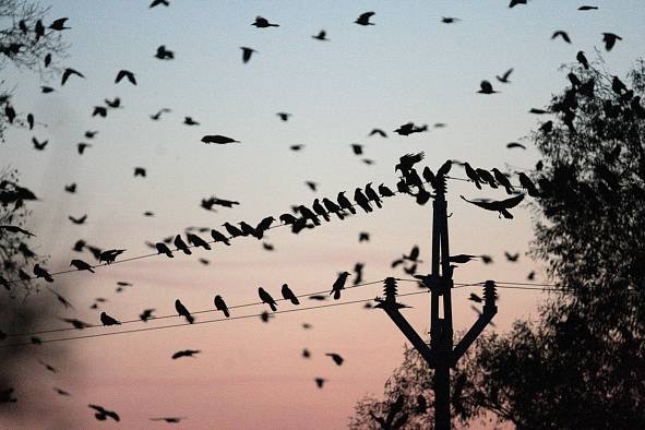 SLET HAVRANŮ. Každý rok se hemží černí opeřenci do okolí Brna, letos v listopadu je fotograf zvěčnil u Židlochovic na Brněnsku. 